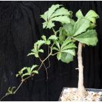 Cyphostemma quinatum 5-inch pots